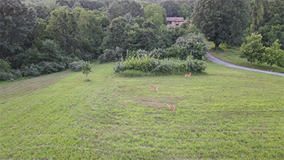 Chasing Deer