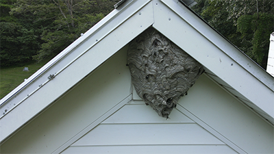 Harassing Hornets