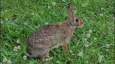 Funny Bunny