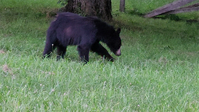 The Bear Witch Project