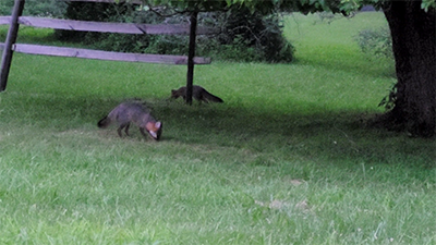 Sly Foxes
